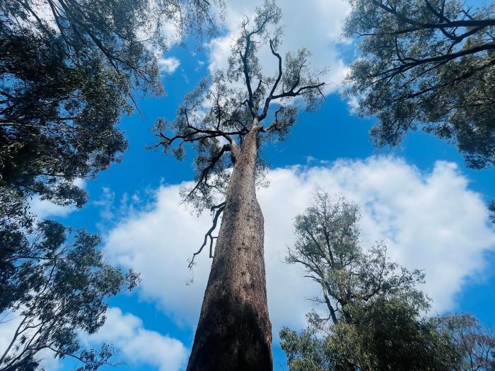 A photo of a very tall tree with a thin trunk rising up to the sky. Its branches spread out at the very top, and it doesn’t have many leaves.