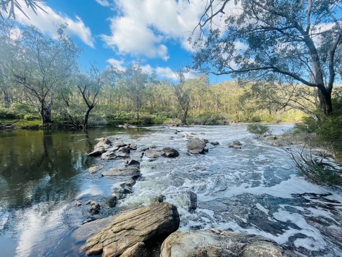 A photo of the Murray River at Scarp Pool. The river is flat and calm to the left, before it flows over lots of grey rocks and starts to rush. The opposite side of the riverbank is lined by tall trees and green bushes.