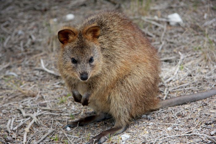 A photo of a quokka – a small, round, furry marsupial.