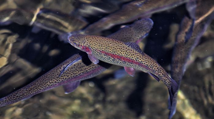 A photo of a rainbow trout fish. It’s a long, oval-shaped fish that is dull yellow colour, covered in small black spots and has a red stripe along its side.