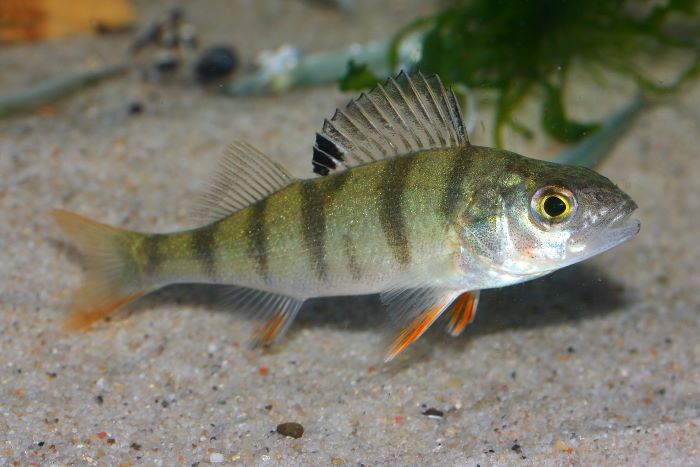 A photo of a redfin perch fish. It’s a small, long fish, that has a light green, shimmery body with thick black vertical stripes. It has streaks of orange on some of its bottom fins.