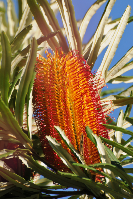 A photo of a river banksia flower. It looks like a large bottlebrush, with a yellow centre and thin red stamens that stick outwards.