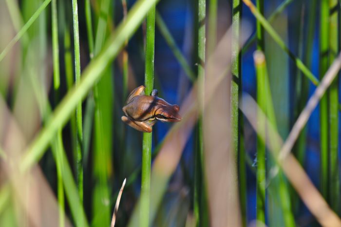 A photo of a slender tree frog clinging to a green reed. The frog is small and brown in colour.