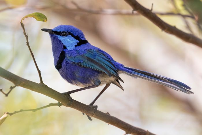 A photo of a splendid fairy-wren – a very small bird with a round, bright blue body, and long, bright blue tail feathers.