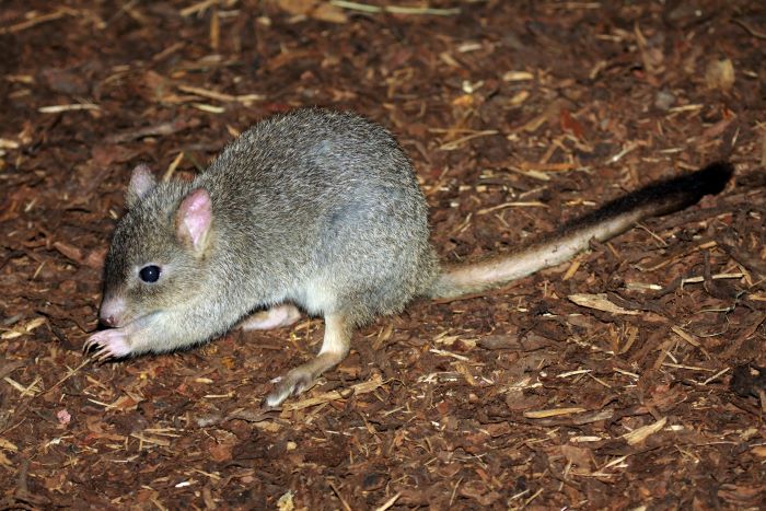 A photo of a woylie – a small marsupial that looks a bit like a mouse.