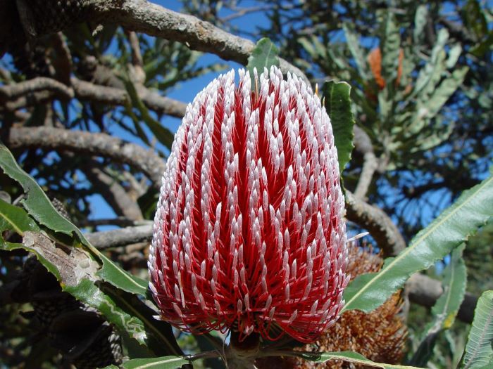 A photo of a banksia flower. The flower is pinecone-shaped, and a bit brush-like – it has lots of bright red “stems” that stick outward and have white tips.