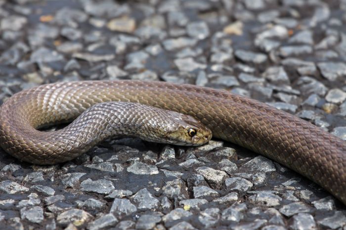 A photo of a dugite – a long, medium-sized brown snake.