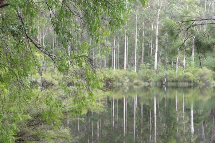 A photo of the Shannon River, which is flat and glassy, reflecting the green forest surrounding it.