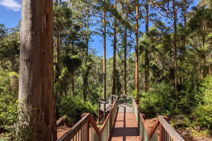 A photo of Snake Gully Lookout. The photo features a raised, timber walkway that runs through the tall karri trees, towards a lookout.