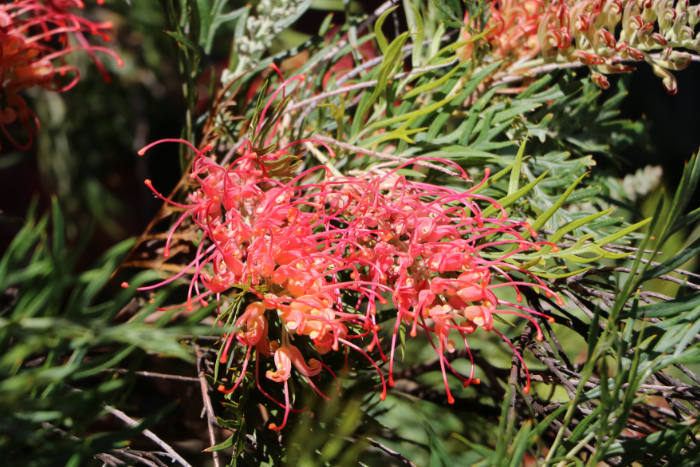 Flowers on a grevillea bush. They are bright red, large and shaped like a brush with delicate “bristles”.