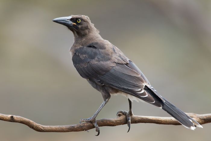 A photo of a grey currawong. It looks similar to a magpie, but is completely grey/brown in colour.