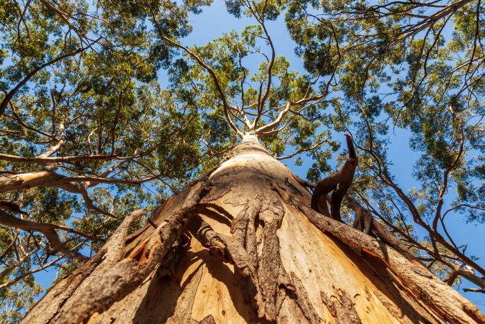 A photo taken looking up the trunk of a karri tree. The trunk has bark peeling off in places that is a warm orange colour. Branches spread out towards the top of the tree with green leaves.