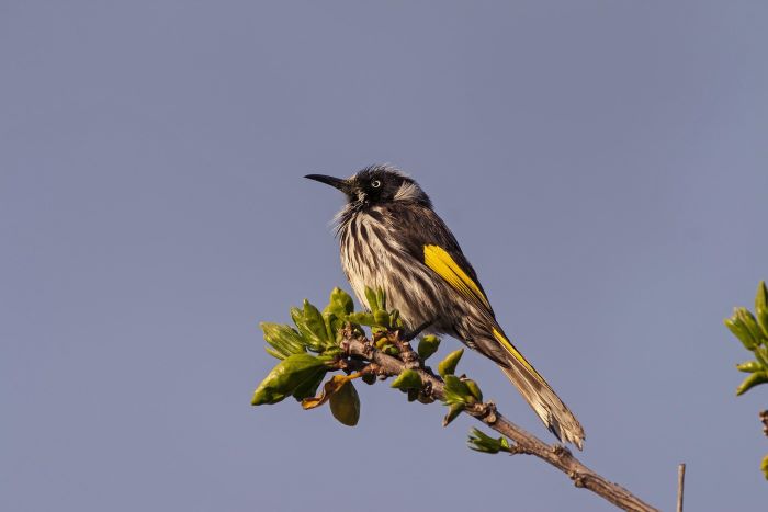 A photo of a New Holland honeyeater. It’s a small, round bird that is mostly black in colour, with streaks of white and yellow on its chest and tail.
