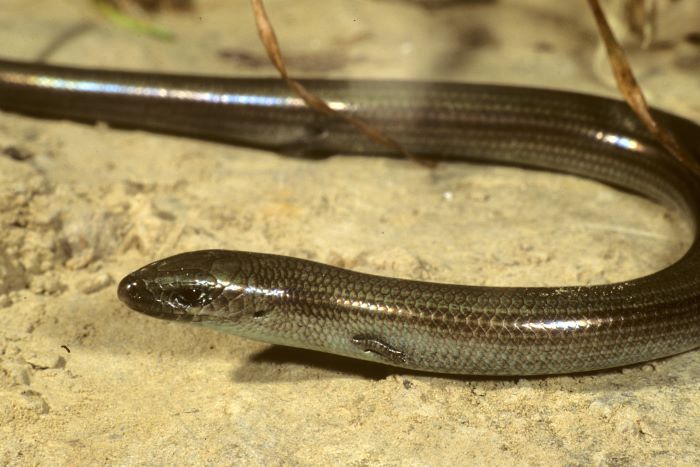 A photo of a skink – a long, snake-like lizard.