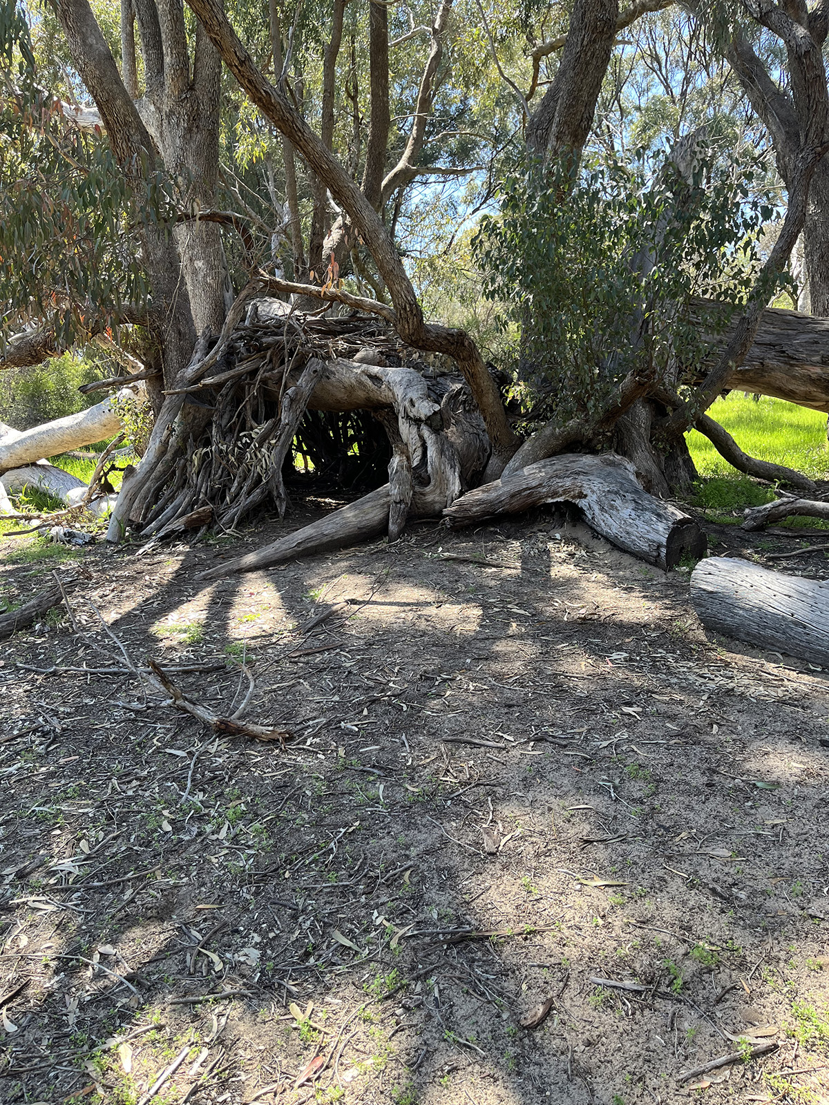 Baldivis Childrens Forest Cubby with sticks