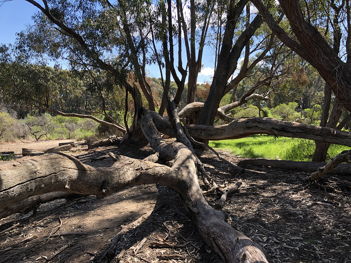 Baldivis Childrens Forest climbing logs