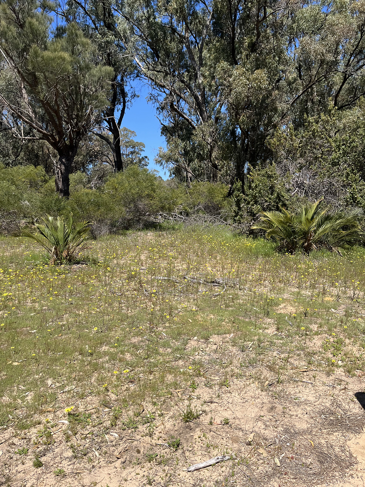 Baldivis Childrens Forest scrub and trees