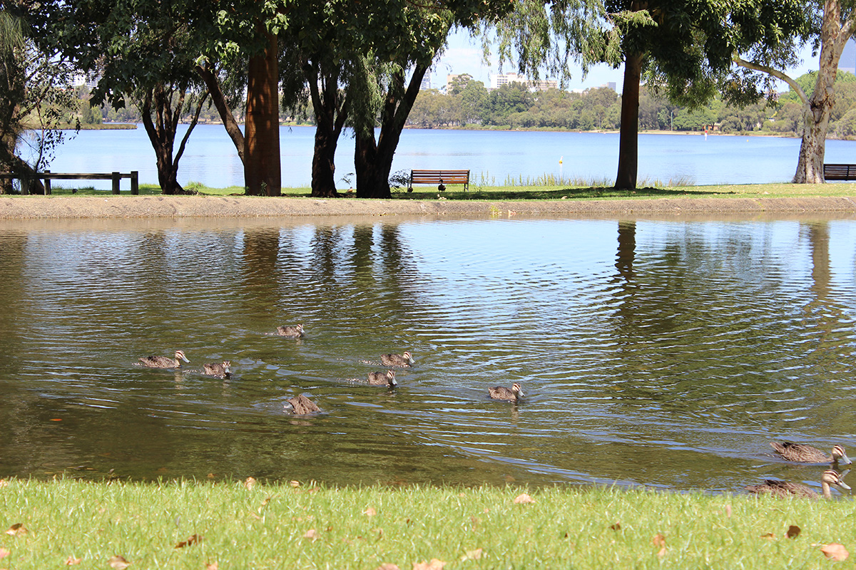 Bardon Park_ducks