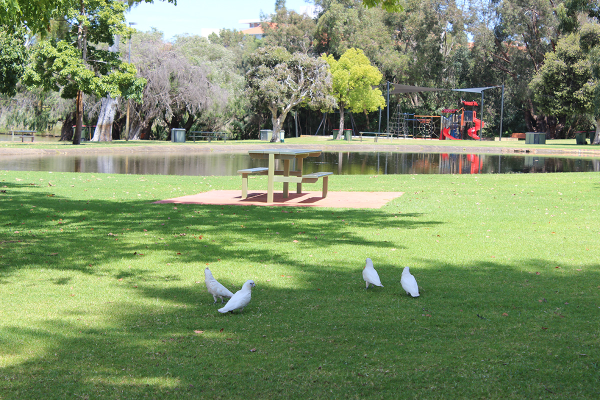 Bardon Park_lake view with playground
