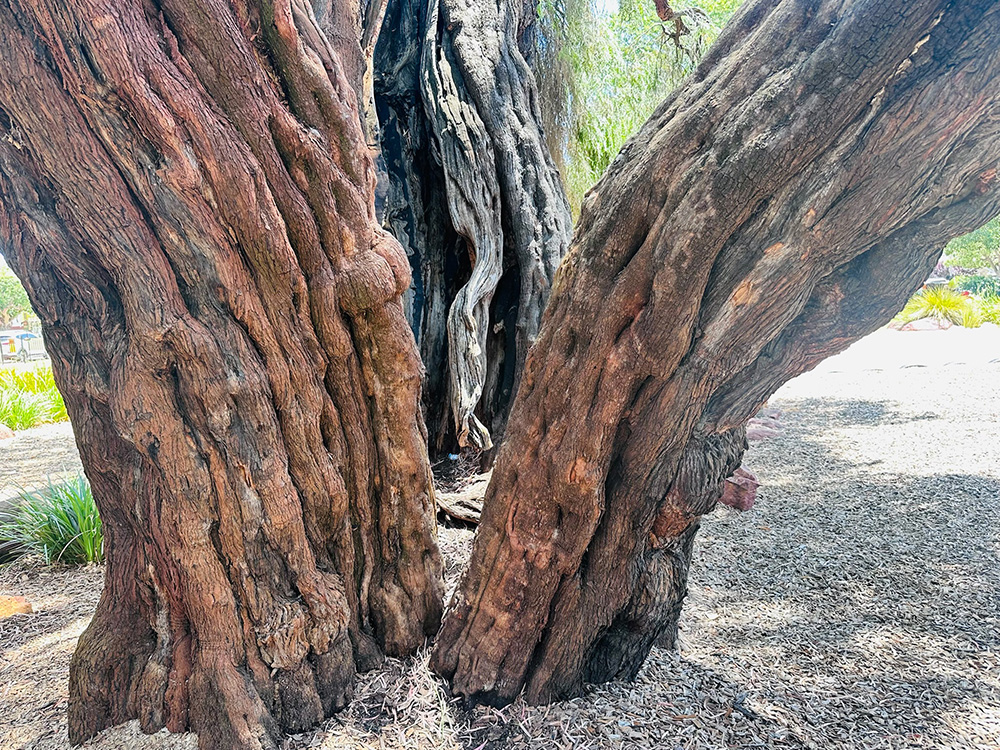 Braithwaite Park climbing trees