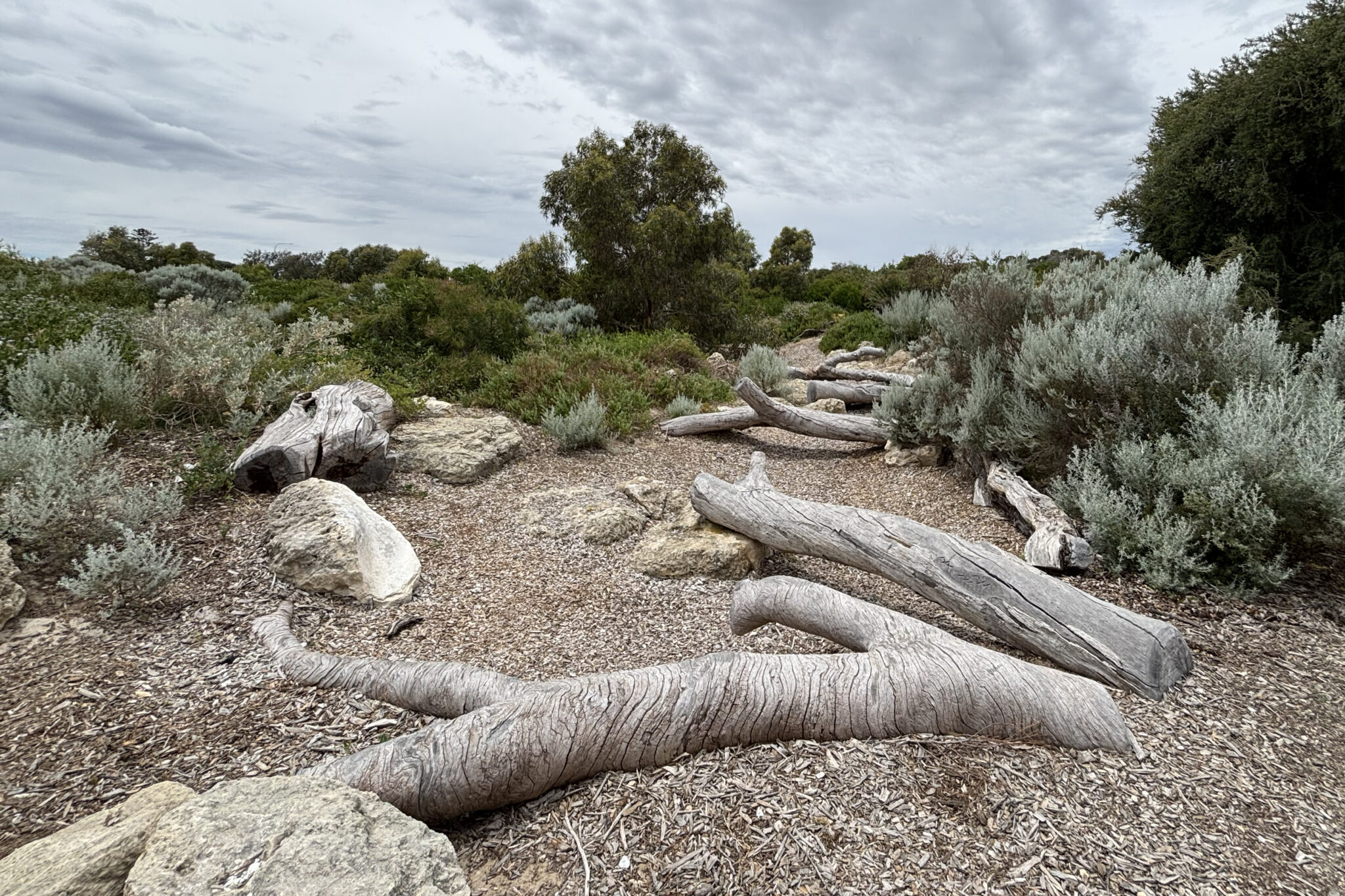Cottesloe Nature Discovery logs