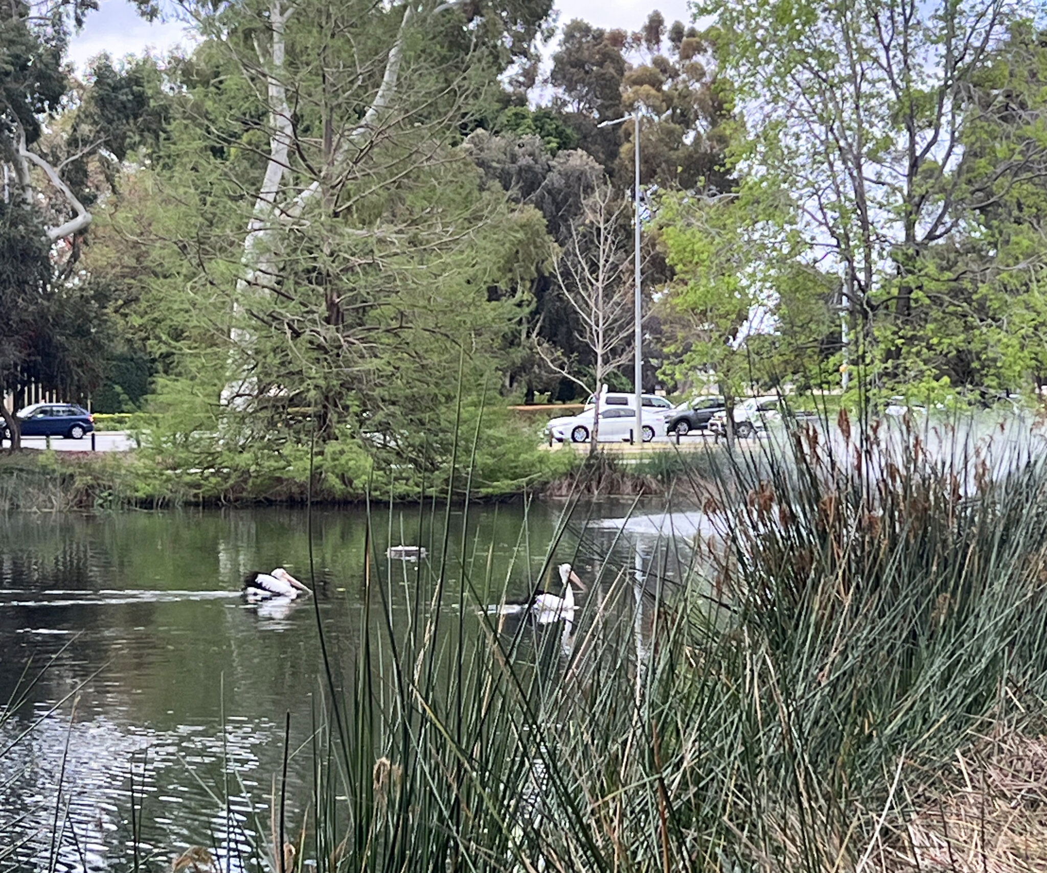 GO Edwards Park birds on lake
