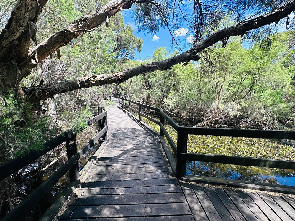 Herdsman Lake boardwalk