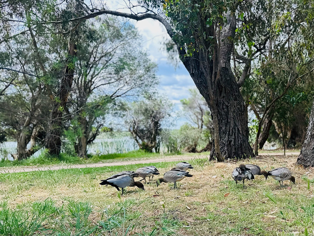 Herdsman Lake ducks