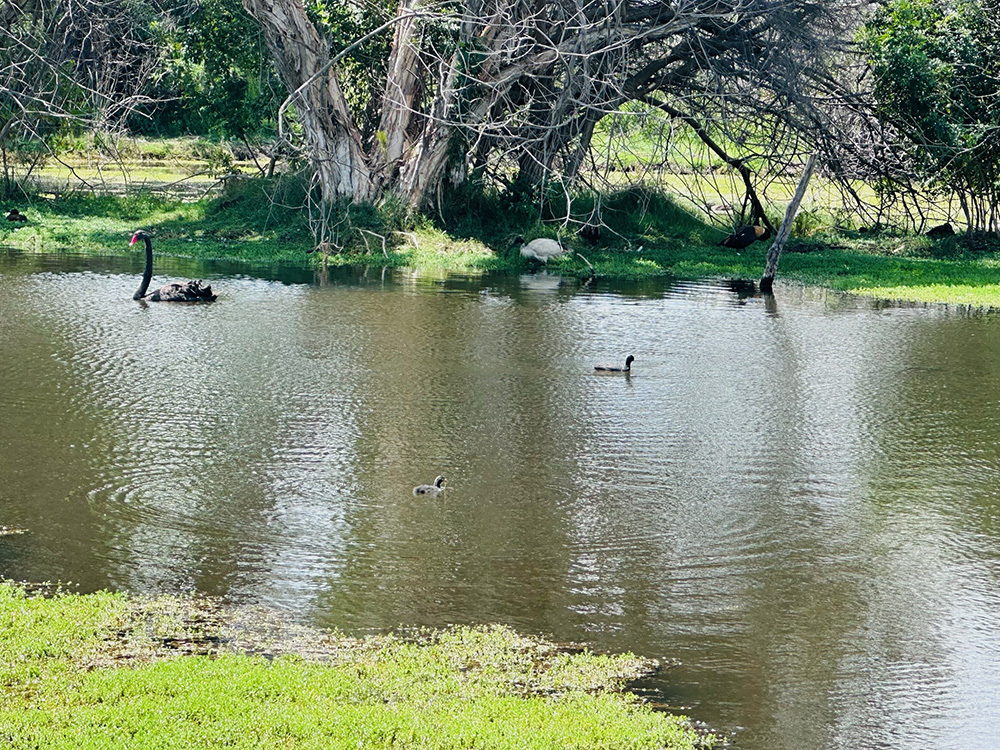 Herdsman Lake waterbirds