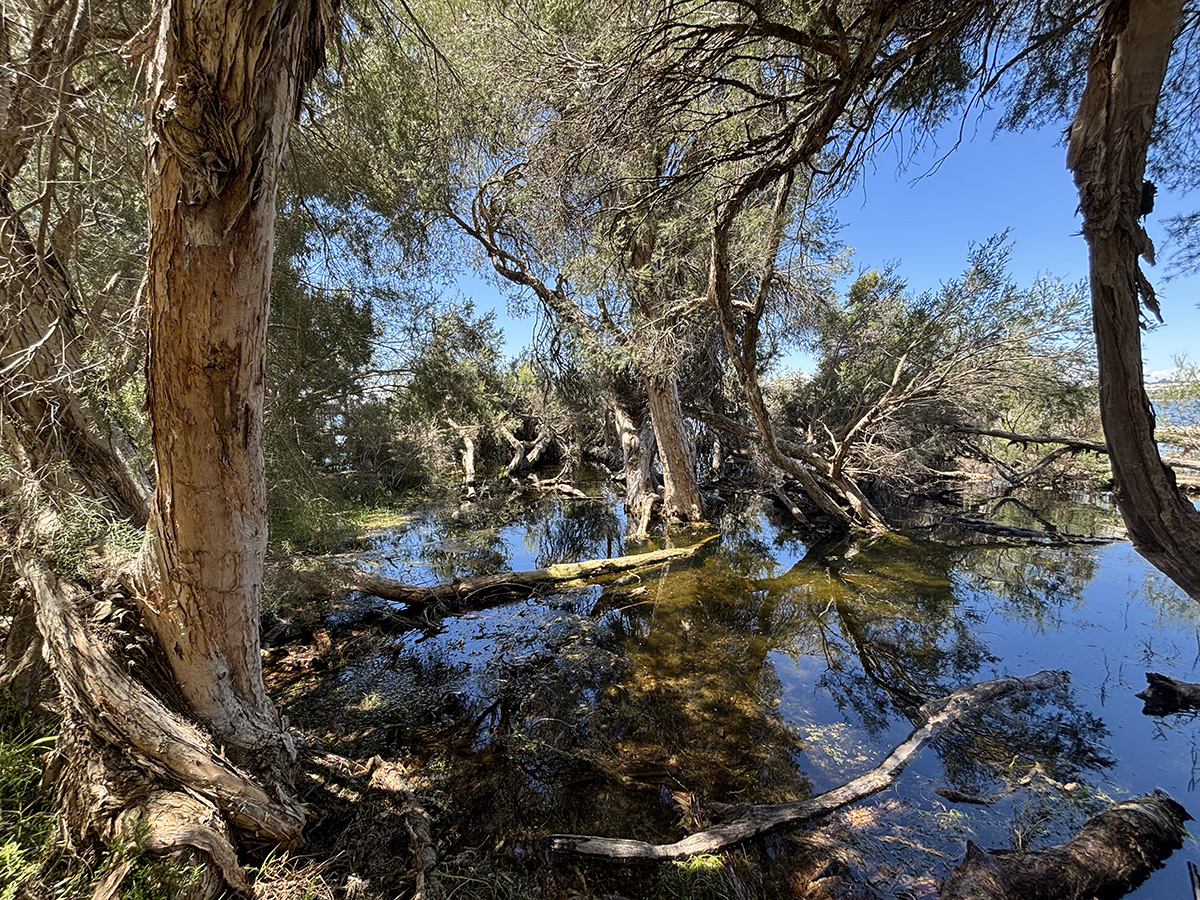 Neil Hawkins Park lake