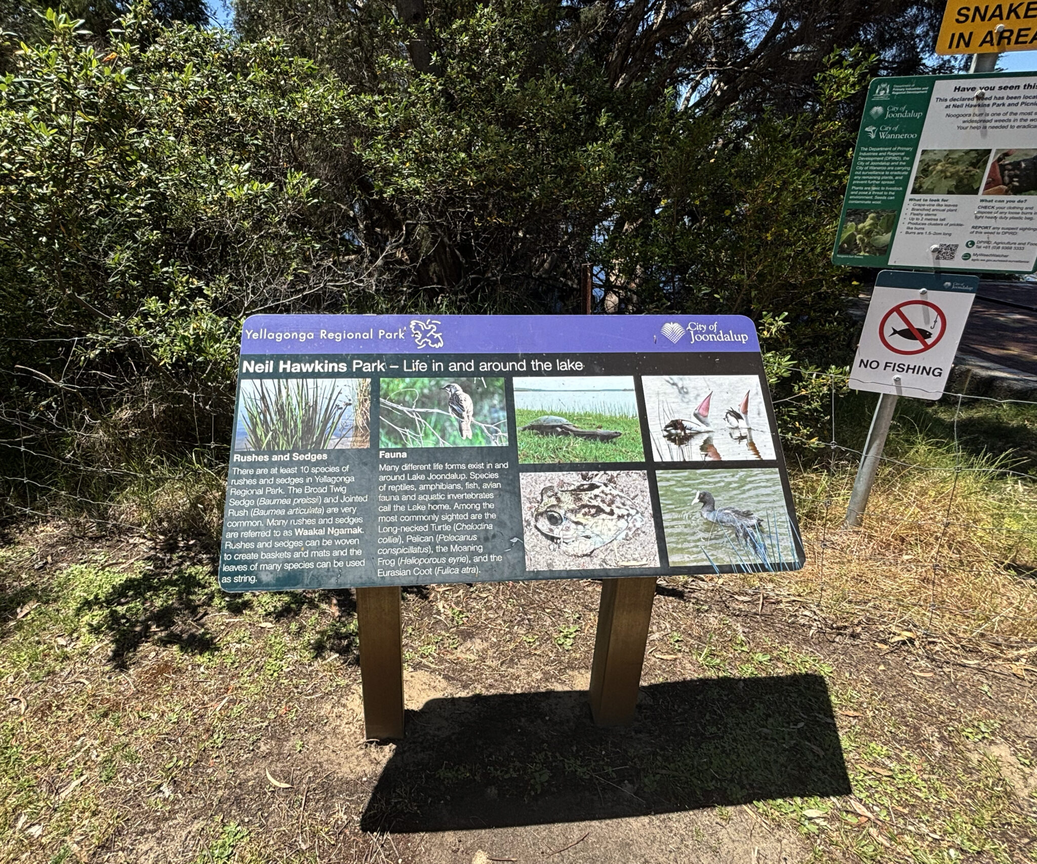 Neil Hawkins Park wildlife