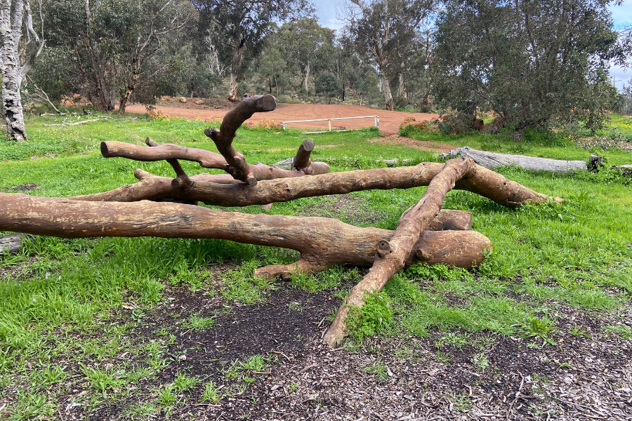 Mundy_Blog_Web_Tree-Stump-02