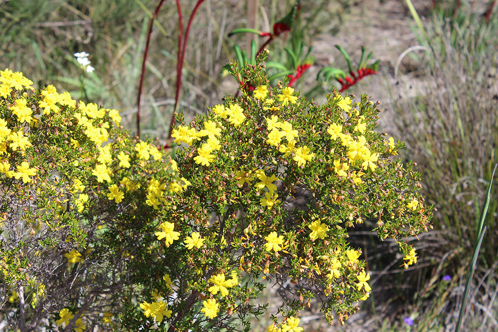 Wireless Hill_native flowers