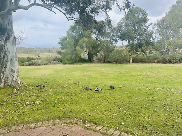 Yanchep-National-Park_Picnic-Area_Ducks-scaled-e1653463810952