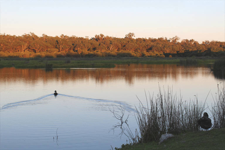 Yanchep_Pips-blog_Overview