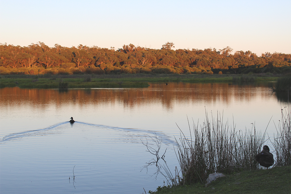 Yanchep_Pips-blog_Overview