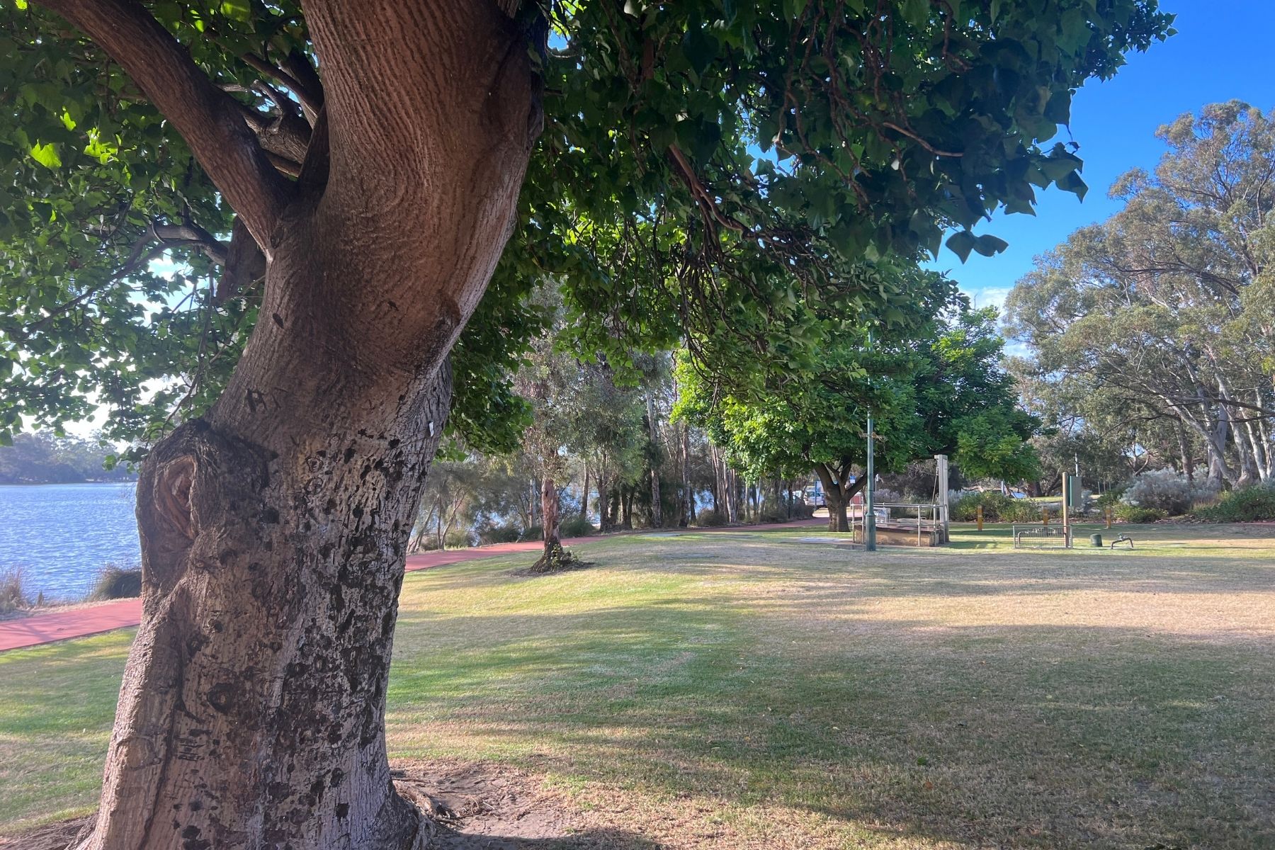 Adachi Park Grassy Area