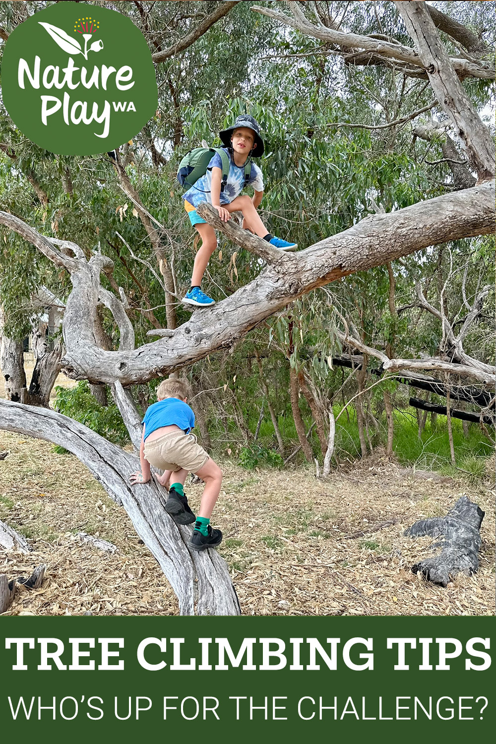 Tree Climbing Tips for Kids