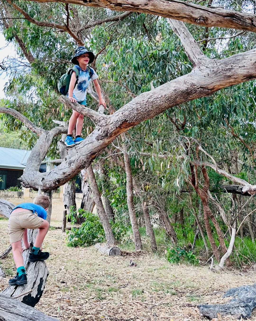 Two kids climb a tree with long horizontal branches.
