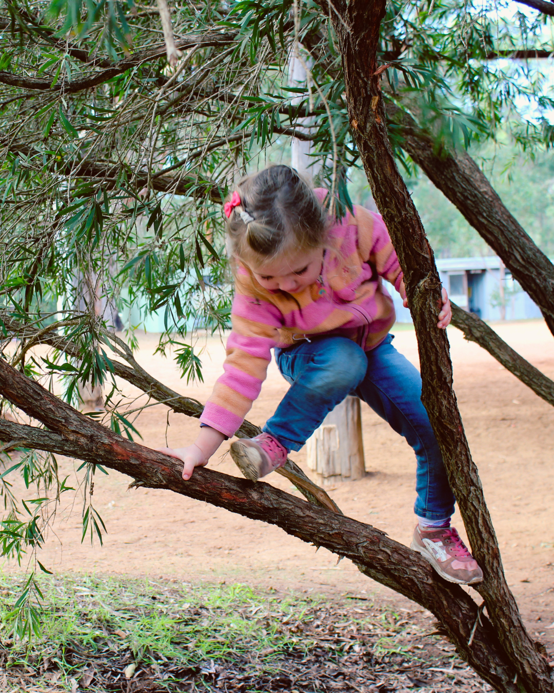 A young child climbing a small tree.
