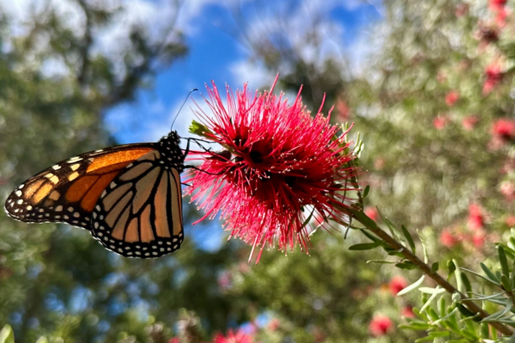 Bottlebrush with butterfly