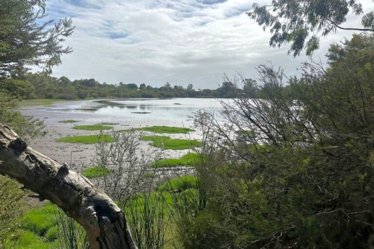 Mary Carroll Wetlands View