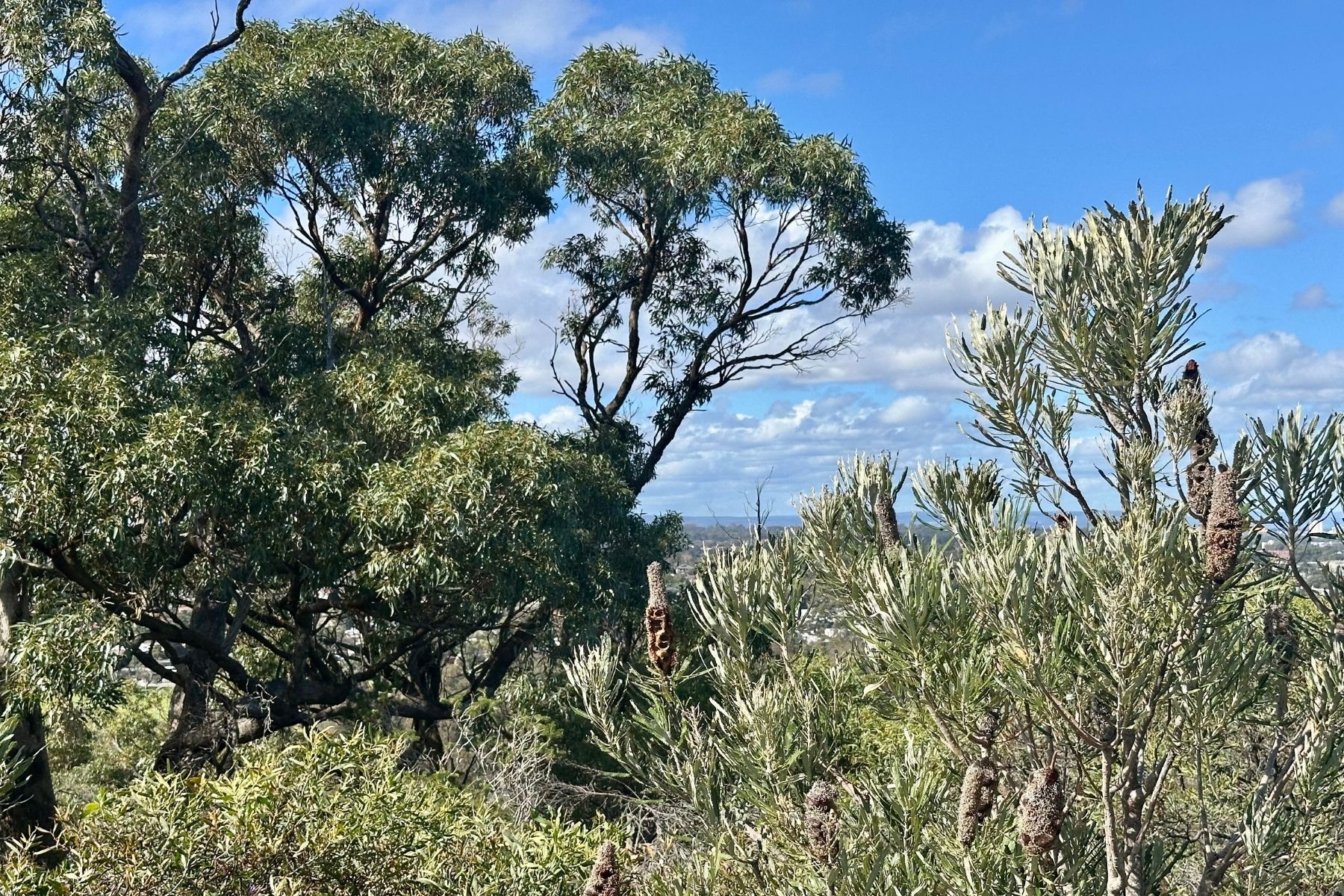 Reabold Hill bushland